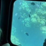 🚢 Semi-Submarine Trip in Sharm El Sheikh - photo 2