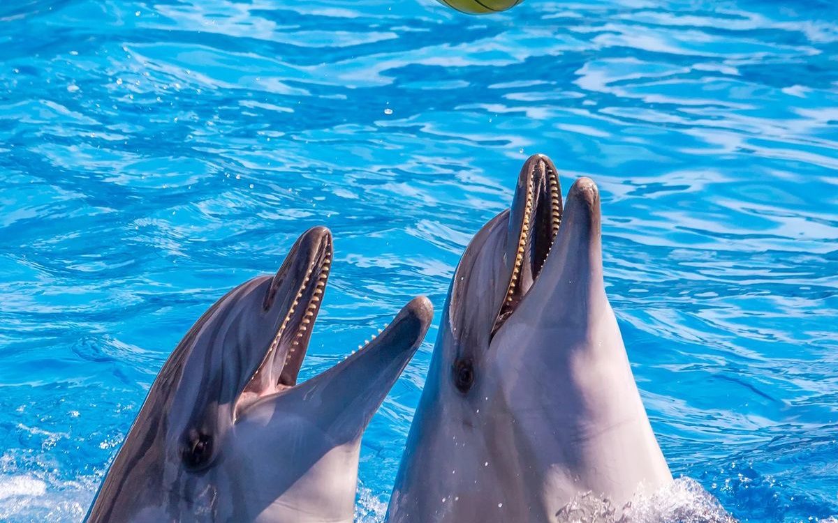 Dolphin show and swimming with dolphins